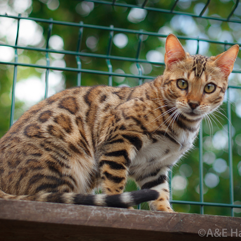Бенгальские кошки
