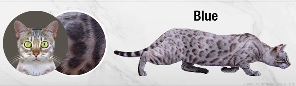 color blue bengal cats