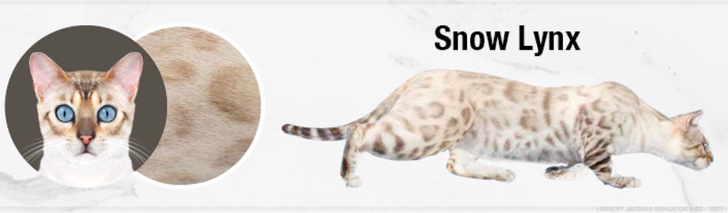color snow lynx bengal cats