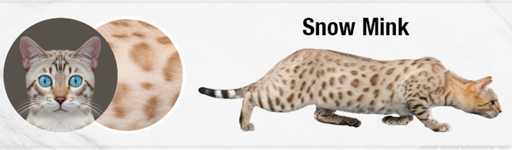 color snow mink bengal cats