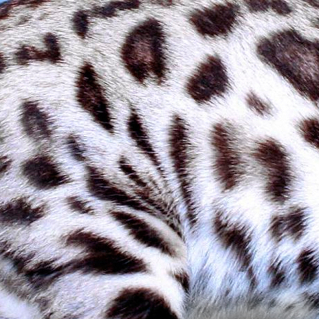 Окрасы бенгальских кошек