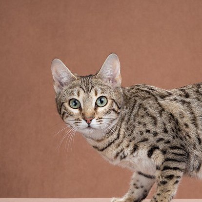 Бенгальская кошка Ярославль