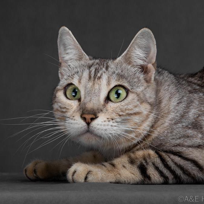 Бенгальская кошка Ярославль