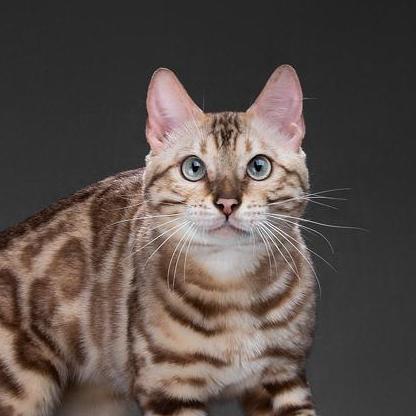 Бенгальский кот