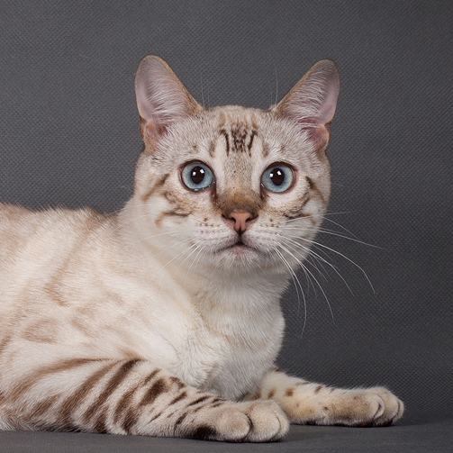 Бенгальский кот