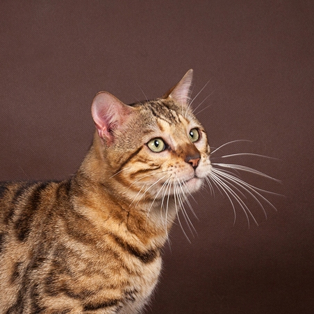 Бенгальский кот