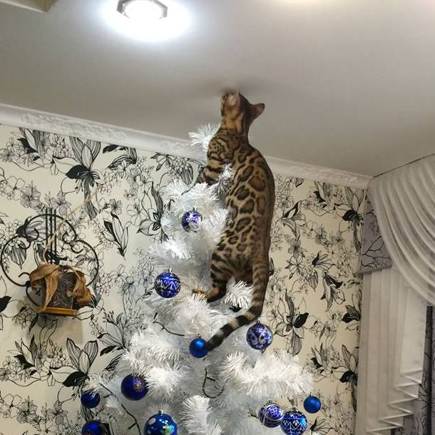 бенгальские кошки из питомника